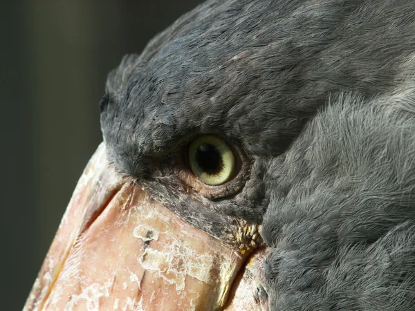 Dark look of Whale-head bird — Stock Photo, Image