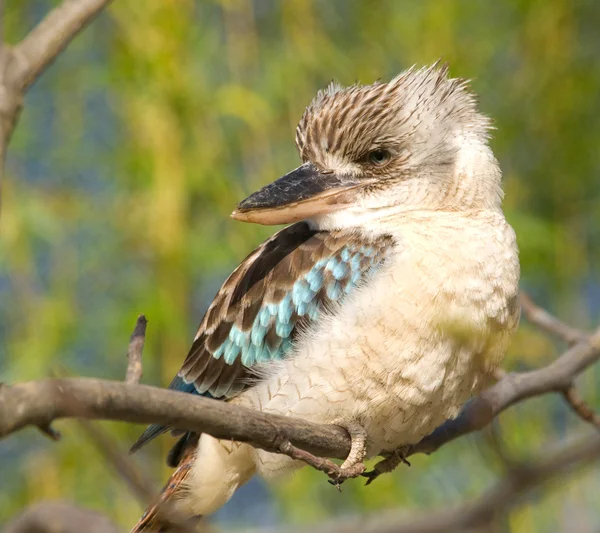 Modrá okřídlený kookaburra - dacelo leachii — Stock fotografie