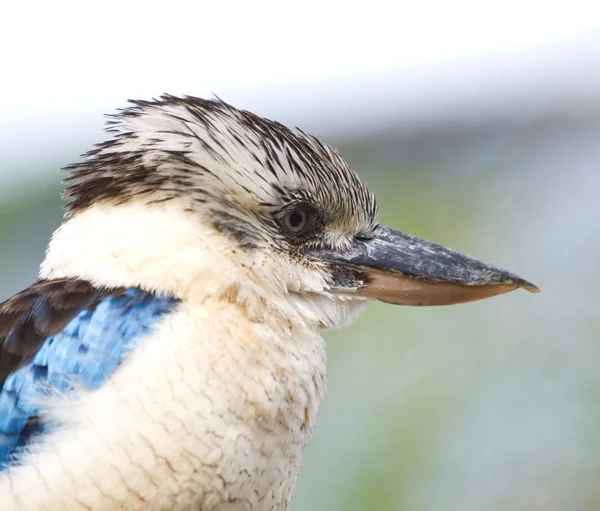 Kookaburra alato blu - Dacelo leachii — Foto Stock