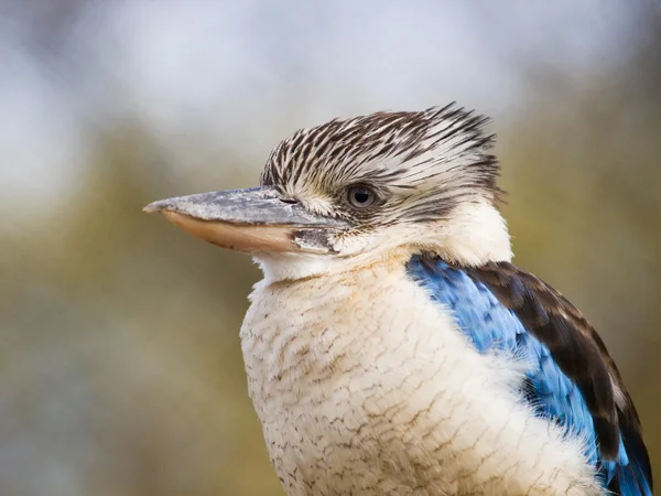 블루 날개 물총새-dacelo leachii — 스톡 사진
