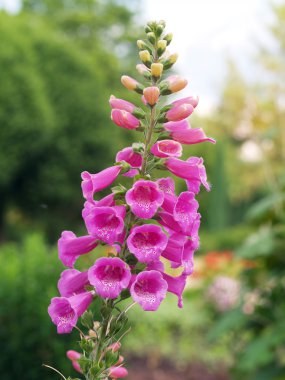 Digitalis purpurea