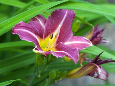 Daylily