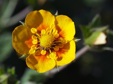 Potentilla