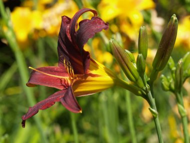 Daylily