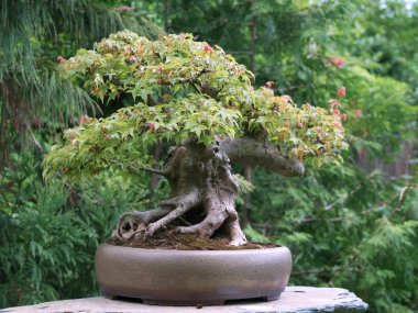 akçaağaç bonsai