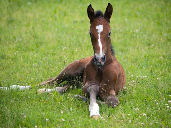 Newborn foal — Stock Photo, Image