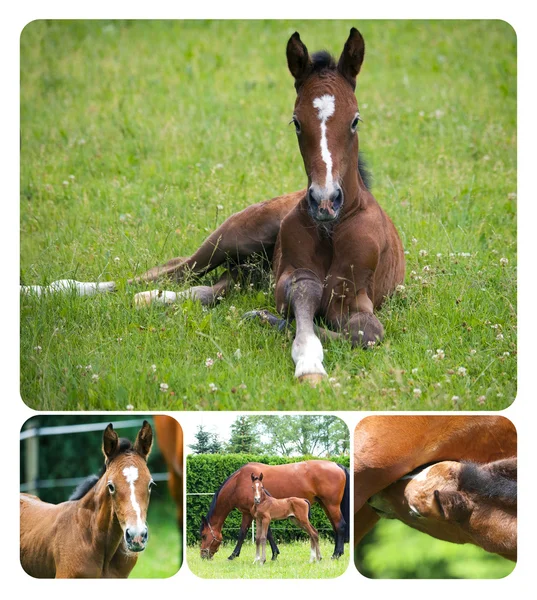 Collage of newborn foal — Stock Photo, Image