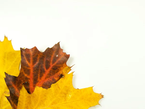 stock image Autumn background