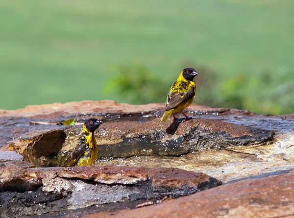Uccelli tessitori — Foto Stock
