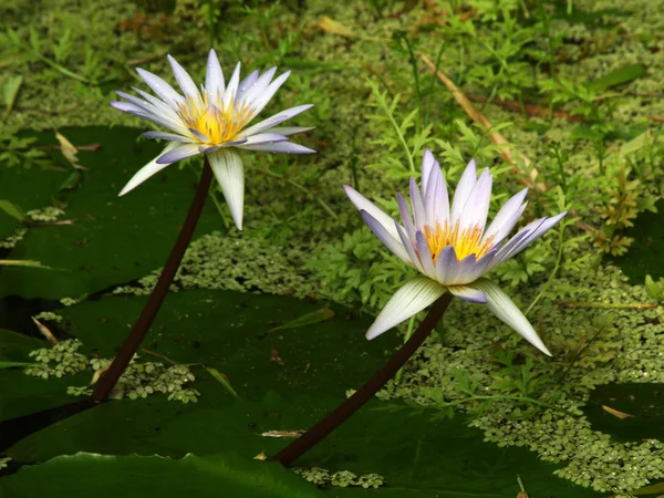 Water- lilly — Stock Photo, Image