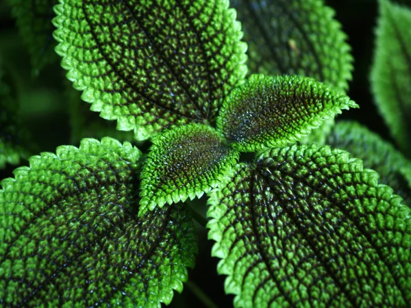 stock image Leaves