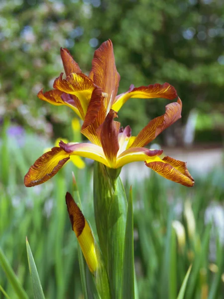 Iris coloreado — Foto de Stock