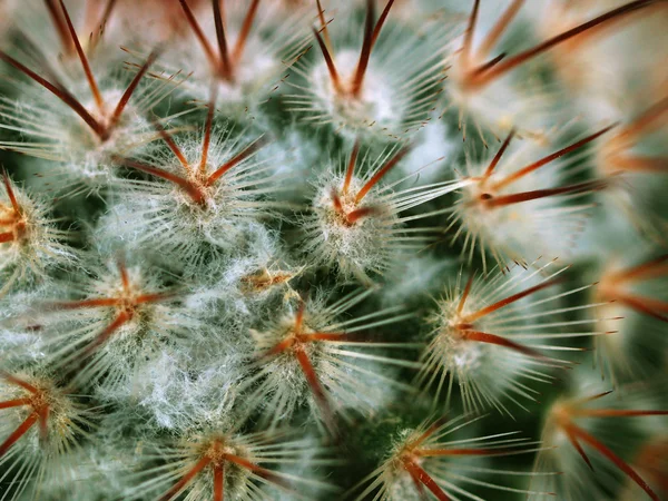 Épines de cactus — Photo