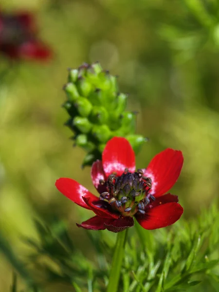 Adonis kwiat — Zdjęcie stockowe
