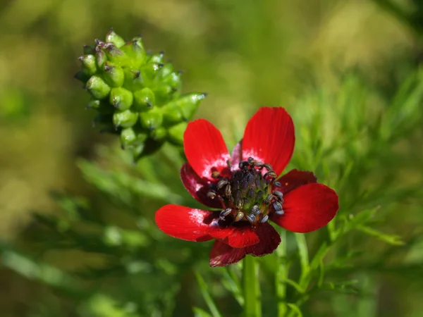 Адонис цветочный — стоковое фото