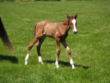 Little foal clipart