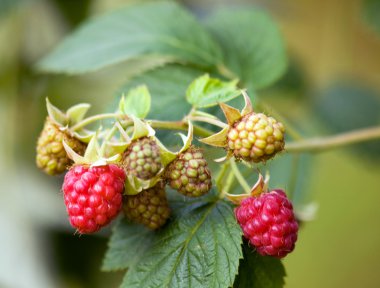 Raspberry fruit clipart
