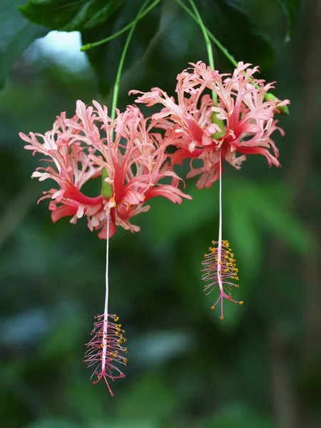 Niezwykły kwiat hibiskusa — Zdjęcie stockowe