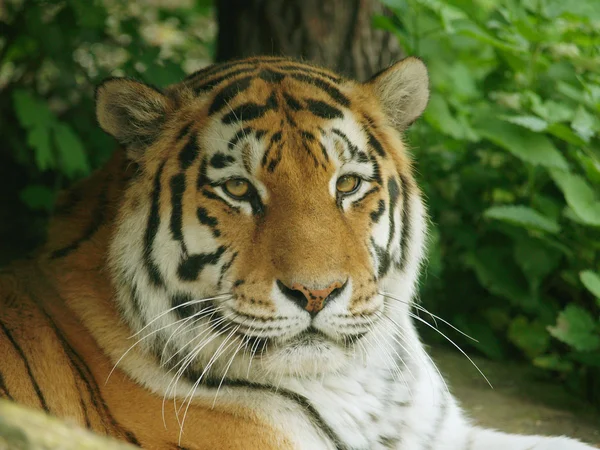 Sibirisk tiger — Stockfoto