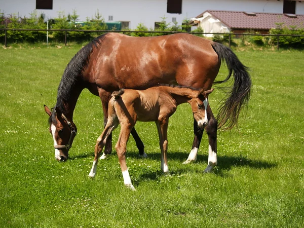 Foal with mare — Stock Photo, Image