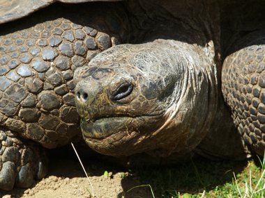 Giant tortoise clipart