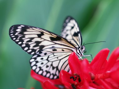 Swallowtail clipart