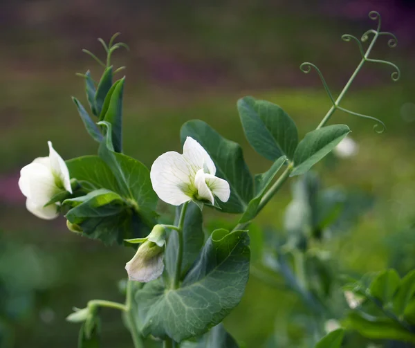Groszek kwiat — Zdjęcie stockowe
