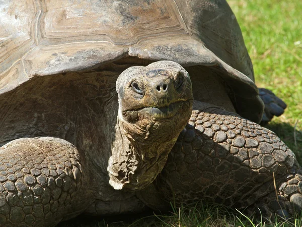 stock image Giant tortoise