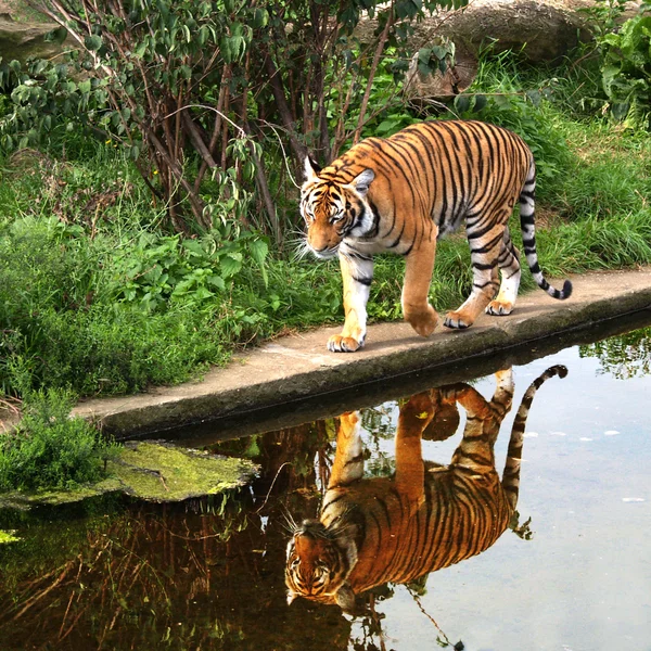 Tiger i zoo — Stockfoto