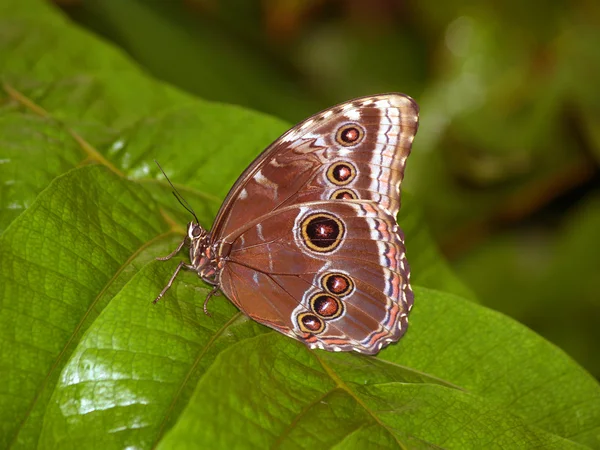 Vanessa butterfly - Morpho peleides — Stock Photo, Image
