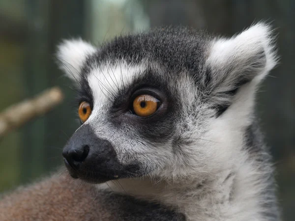 Lemure catta — Foto Stock