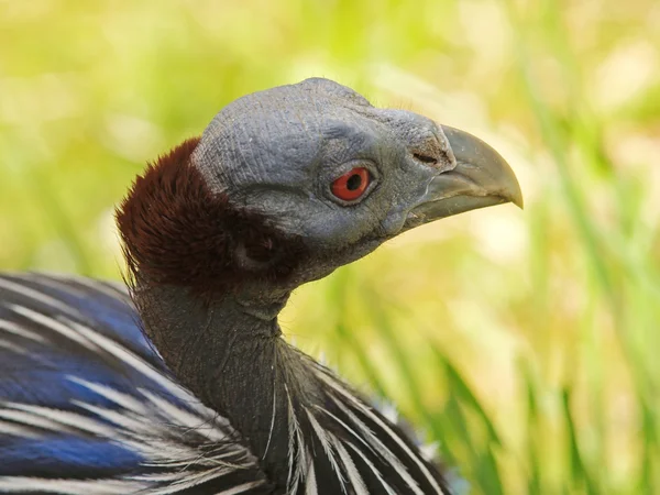 Vulturine quineafowl — Stok fotoğraf