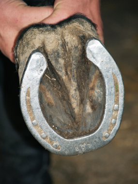 Horse hoof clipart