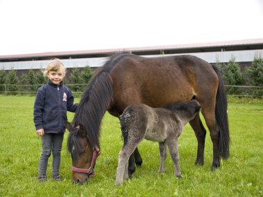 Girl with ponies on the pasture clipart