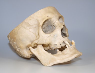 Human skull clipart