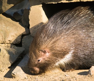 Indian crested porcupine clipart