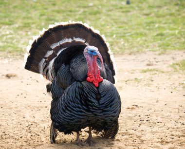 Wild turkey - Meleagris gallopavo clipart