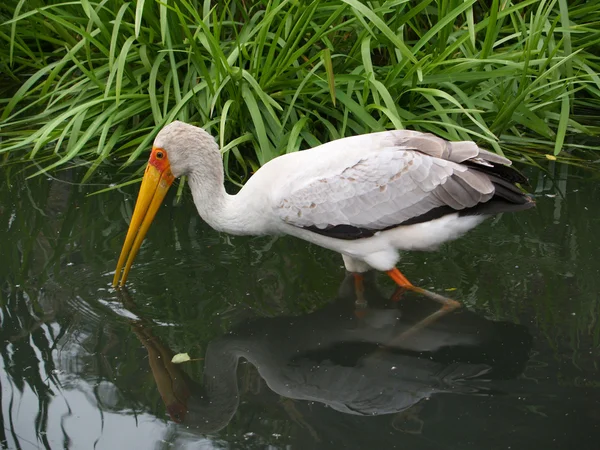 Gul-biled stork — Stockfoto