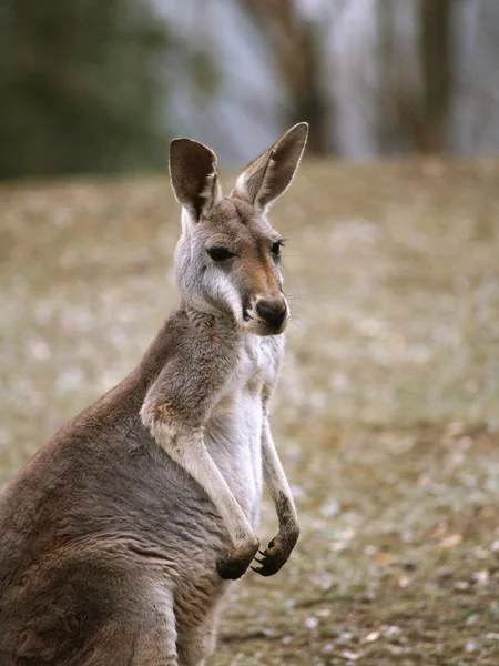 stock image Rufous rat kangaroo