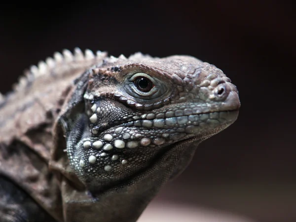 Cayman Adaları zemin iguana — Stok fotoğraf
