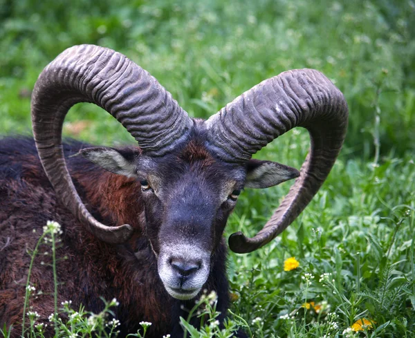 Mouflon - Ovis musimon — Stock Photo, Image