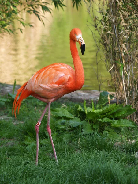 Flamingo-chileno — Fotografia de Stock