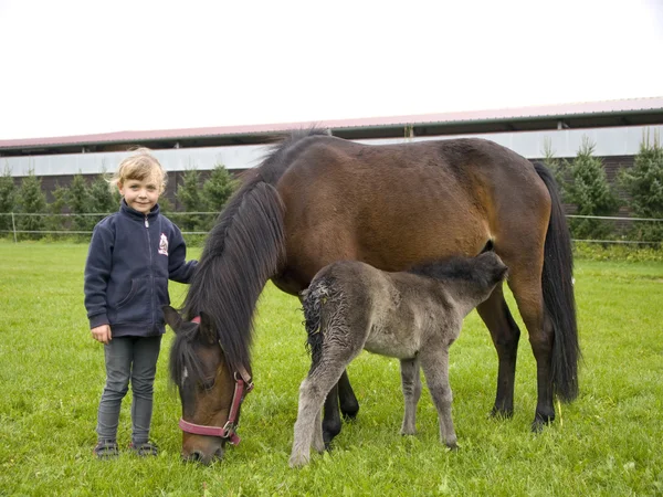 Fille avec des poneys sur le pâturage — Photo