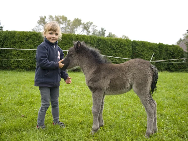 Little girl with pony foal — Stock Photo, Image