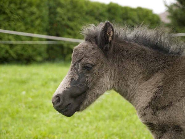 Pony foal — Stock Photo, Image
