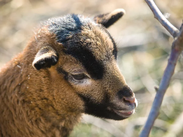 Head of goat kid — Stock Photo, Image