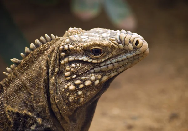 Küba zemin iguana — Stok fotoğraf