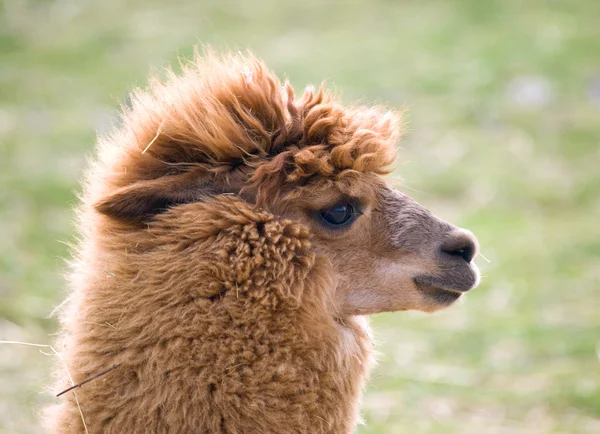 stock image Lama guanaco - Lama guanicoe