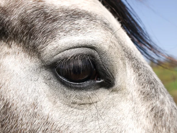 stock image Horse eye