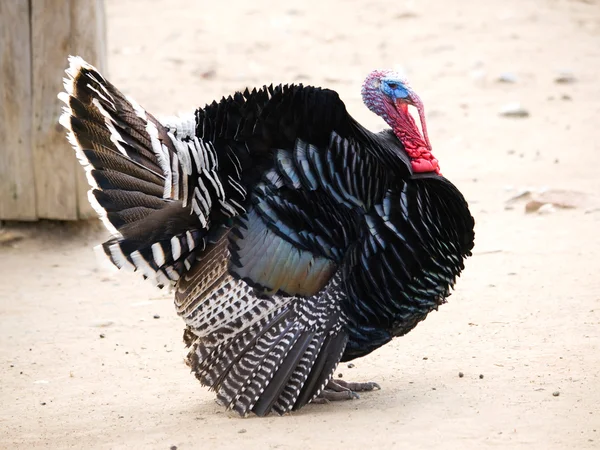 Wild turkey - Meleagris gallopavo — Stock Photo, Image